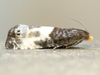 Notocelia cynosbatella - Photo (c) David Beadle, todos os direitos reservados, uploaded by David Beadle