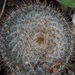 Mammillaria haageana acultzingensis - Photo (c) nestor vasquez, all rights reserved, uploaded by nestor vasquez