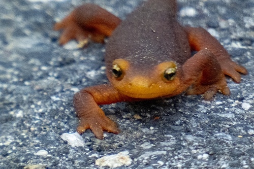iNaturalist observation photo of Sierra Newt