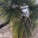 Guadalupe Palm - Photo (c) Emily Howe, all rights reserved, uploaded by Emily Howe