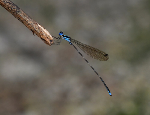 Coeliccia didyma