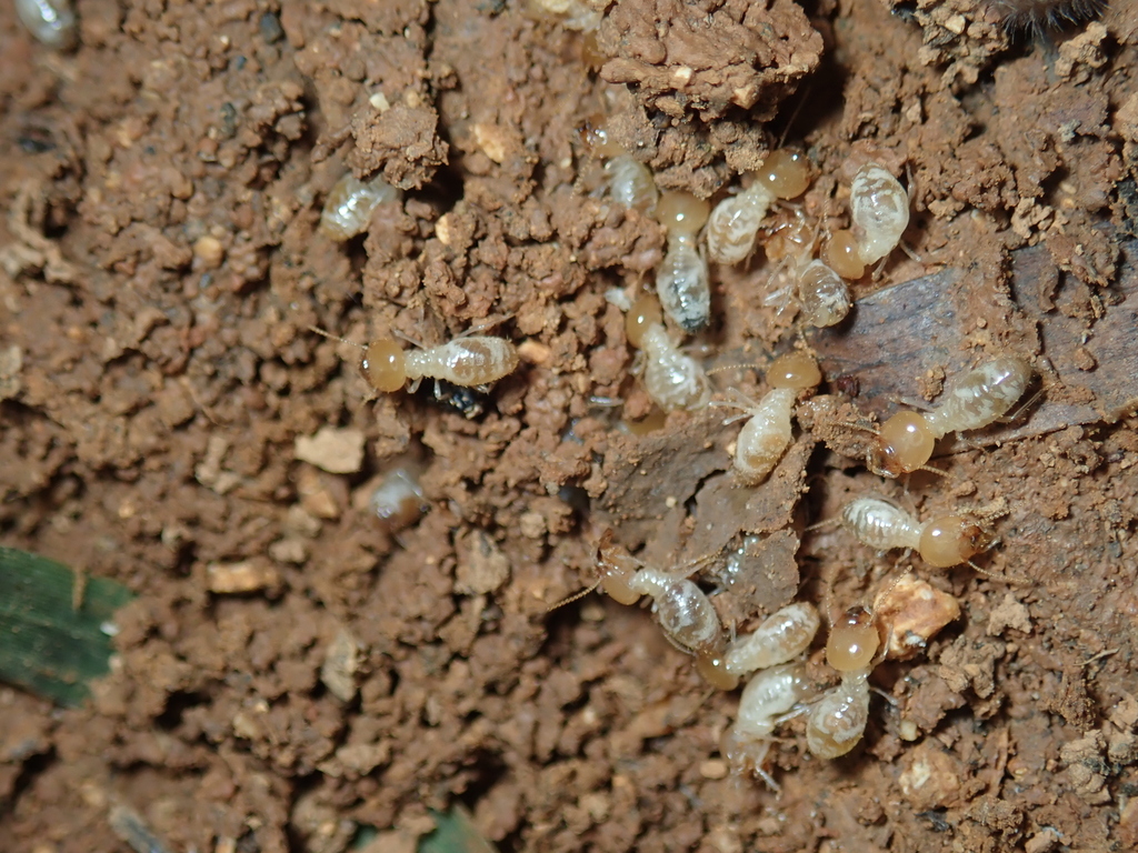 Terbernite Insect Black-winged Subterranean Termite from 804台灣高雄市鼓山區 on January 19, 2018 ...