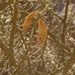 Acacia oerfota