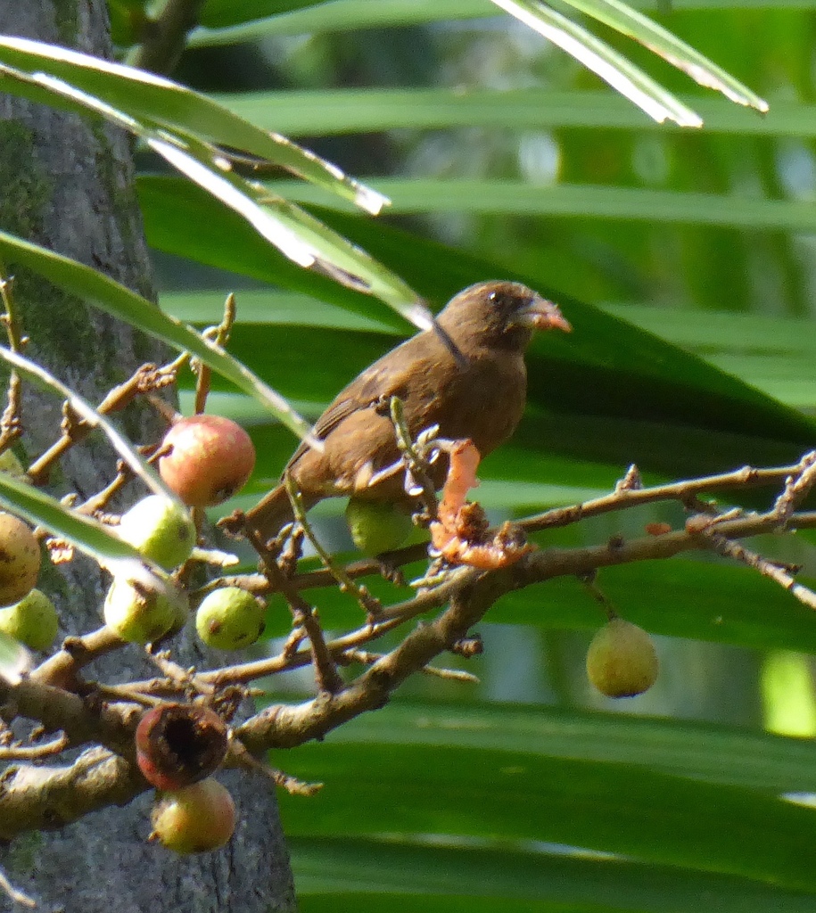 Principe Seedeater photo