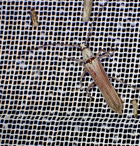 Uracanthus ventralis