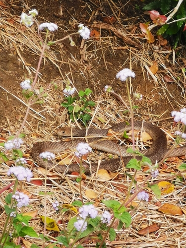 Eastern Brown Snake sighting