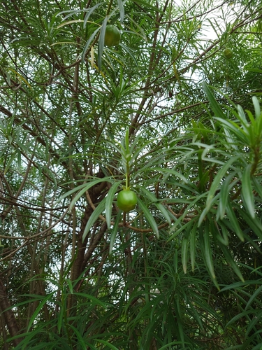 Be-still tree