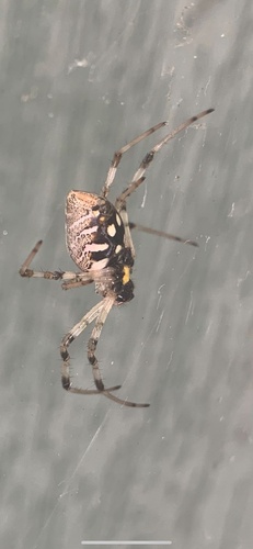 African Hermit Spider