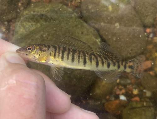 Common Logperch