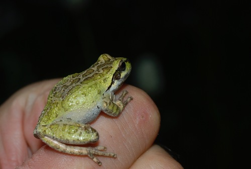 iNaturalist observation photo of Pacific chorus frog