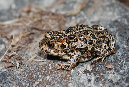 iNaturalist observation photo of Yosemite Toad