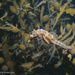 Observation photo