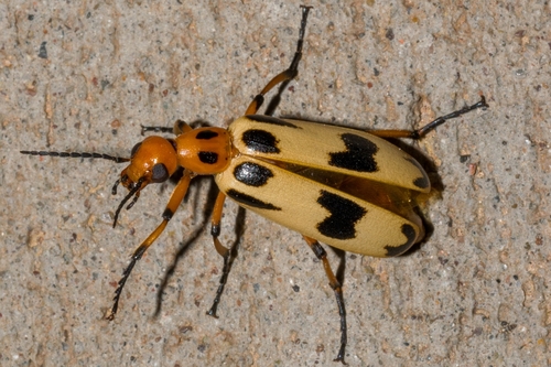 Pyrota punctata