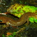Olympic Torrent Salamander - Photo (c) Michael Graziano, all rights reserved, uploaded by Michael Graziano
