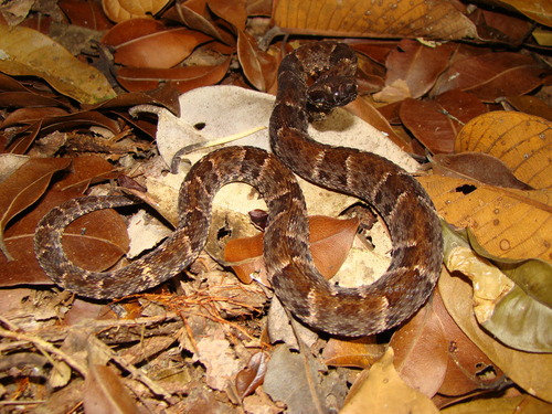 Common Lancehead