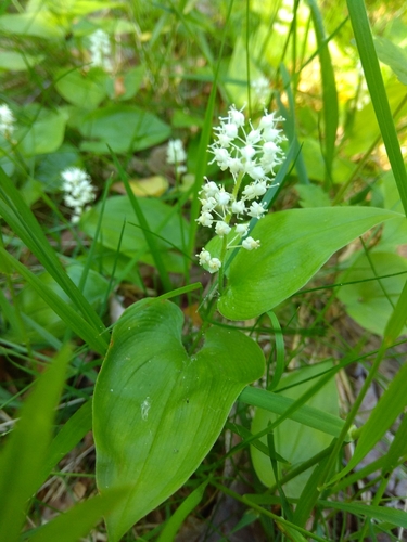 Dvilapė medutė nuotrauka