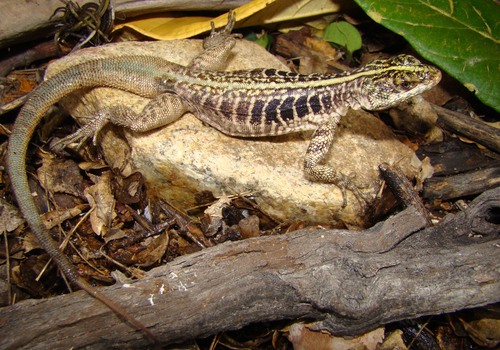 Striped Lava Lizard