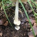 Poplar-loving Ringless Amanita - Photo (c) roundabout1812, all rights reserved, uploaded by roundabout1812