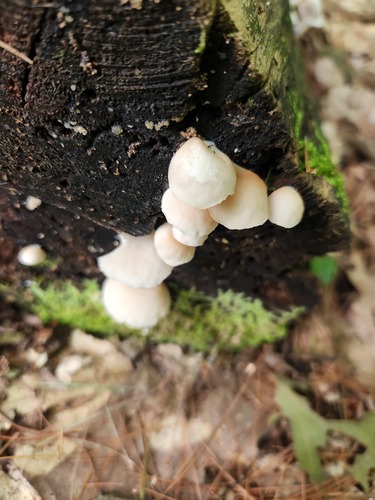 Crepidotus