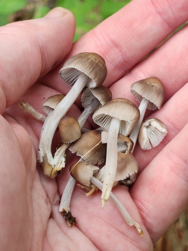 Mycena inclinata (Photo 2 of 3)