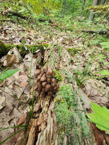 Mycena inclinata