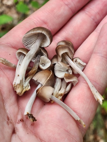 Mycena inclinata (Photo 3 of 3)