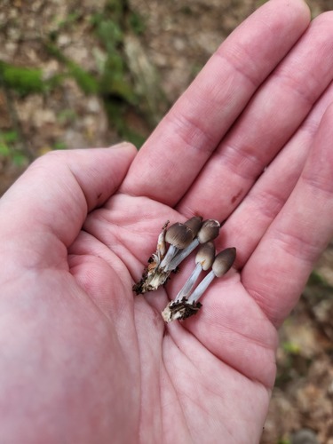 Mycena inclinata (Photo 2 of 3)