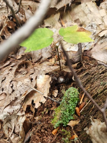 Mycena inclinata