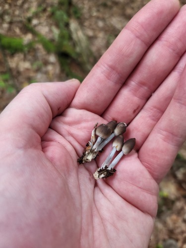 Mycena inclinata (Photo 3 of 3)