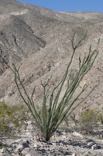 iNaturalist observation photo of ocotillo