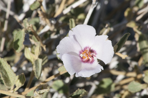 iNaturalist observation photo of Rock Hibiscus
