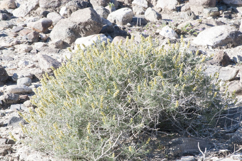iNaturalist observation photo of Burrobush