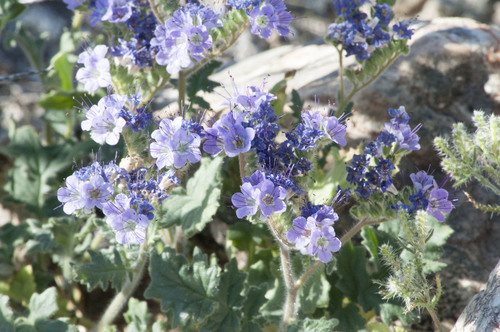 iNaturalist observation photo of Notch-leaf Scorpionweed
