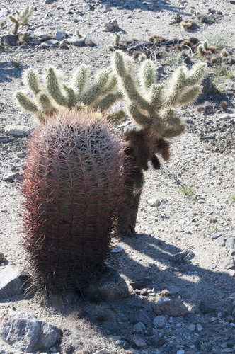 iNaturalist observation photo of California Barrel Cactus