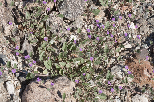 iNaturalist observation photo of Trailing Windmills