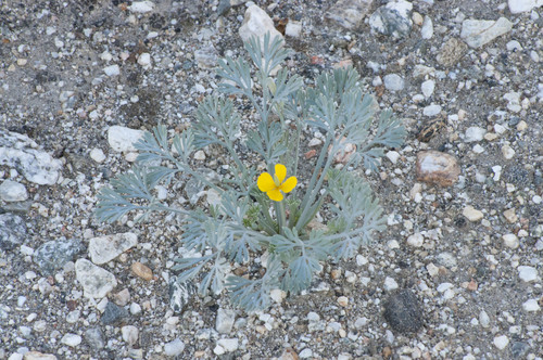 iNaturalist observation photo of Little Gold Poppy
