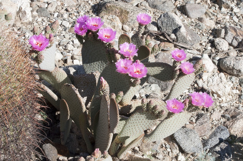 iNaturalist observation photo of beavertail cactus
