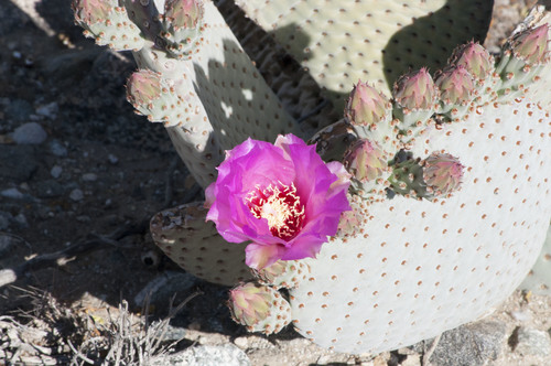 iNaturalist observation photo of beavertail cactus