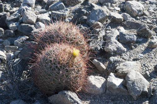 iNaturalist observation photo of California Barrel Cactus