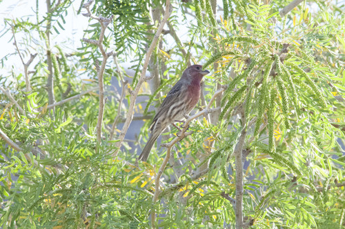 iNaturalist observation photo of House Finch