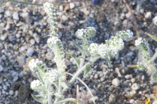iNaturalist observation photo of narrow-leaved cryptantha