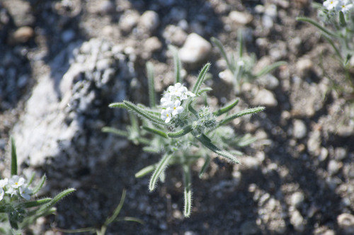 iNaturalist observation photo of Annual Cryptanthas