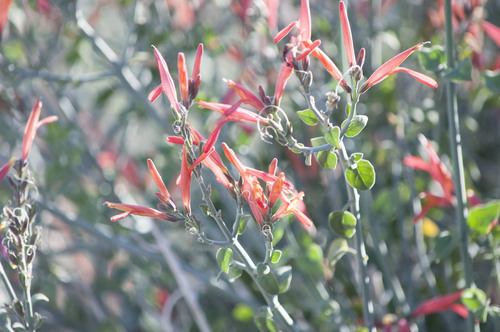 iNaturalist observation photo of chuparosa