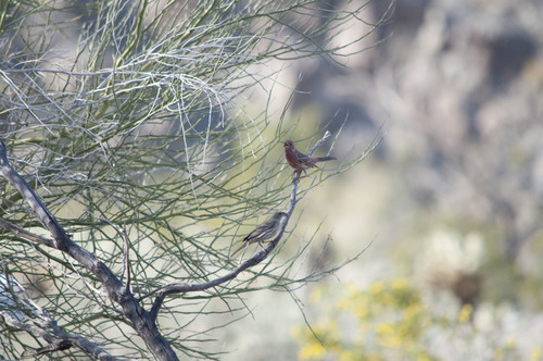 iNaturalist observation photo of House Finch