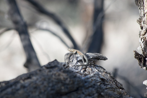 iNaturalist observation photo of Western Side-blotched Lizard