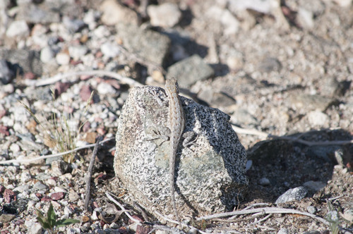 iNaturalist observation photo of Western Side-blotched Lizard