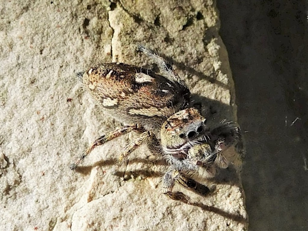 The Putnam's jumping spider, Lifestyles