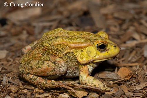 Lemaire's Toad