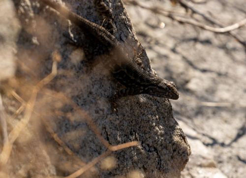 iNaturalist observation photo of Common Sagebrush Lizard