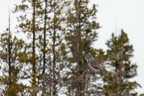 Great Gray Owl